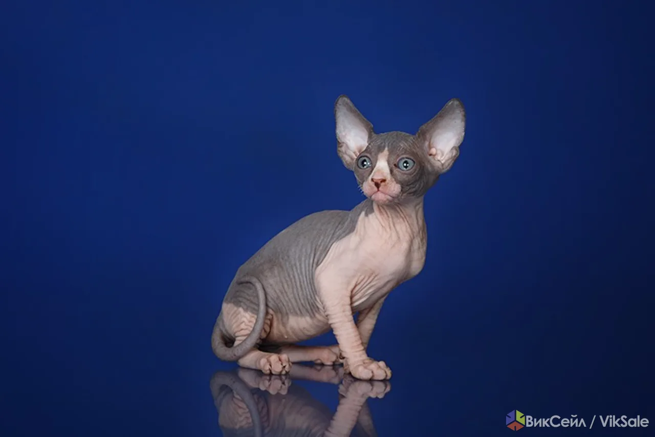 Котёнок, это не просто котёнок.., это Эльф, бамбино или сфинкс!