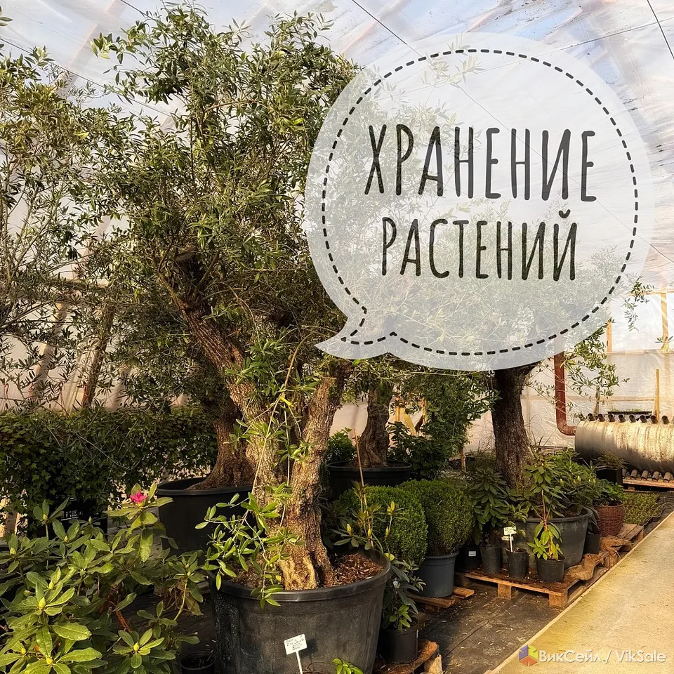 Хранение растений Санкт