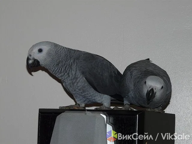 Африканский серый попугай — ручные птенцы жако