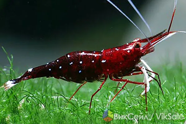 Аквариумные креветки вишневые (Red Cherry) — отборные