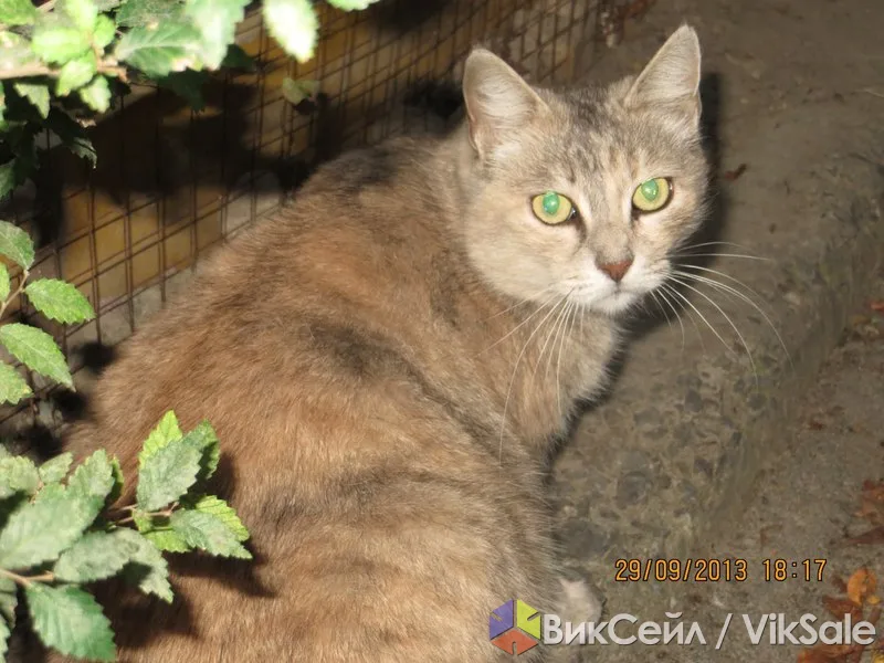 Зеленоглазая кошка Карамелька ищет дом