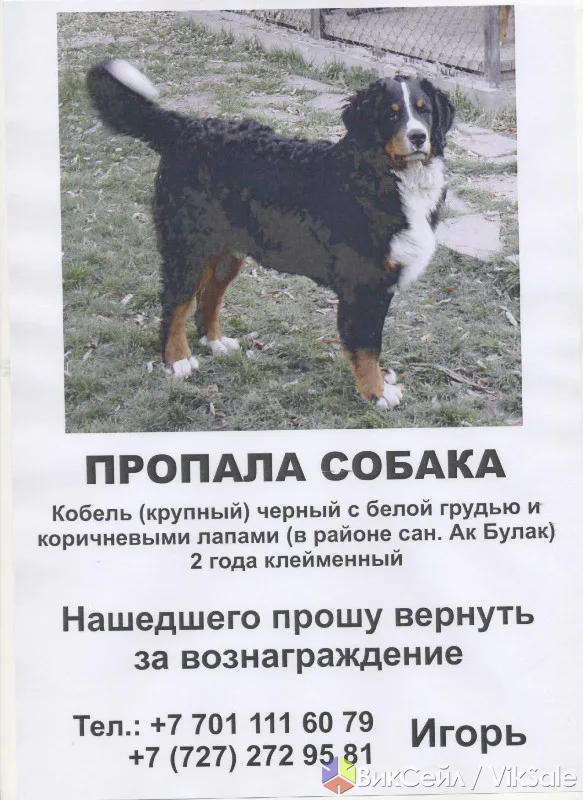 Пропала собака: бернский зенненхунд, кобель