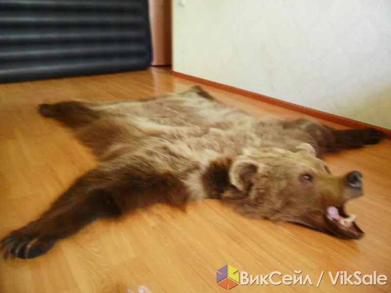 Шкура медведя, выделанная в студии «Kazwolf»