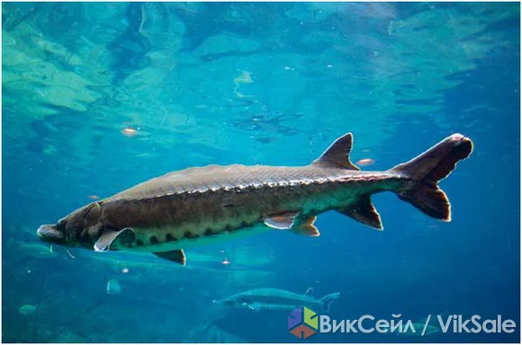 Осётр и форель — живая рыба из чистых водоёмов