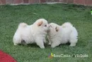 Щенки чау-чау шоу-класса с документами