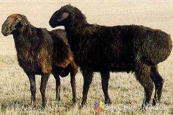 Бараны курдючной породы