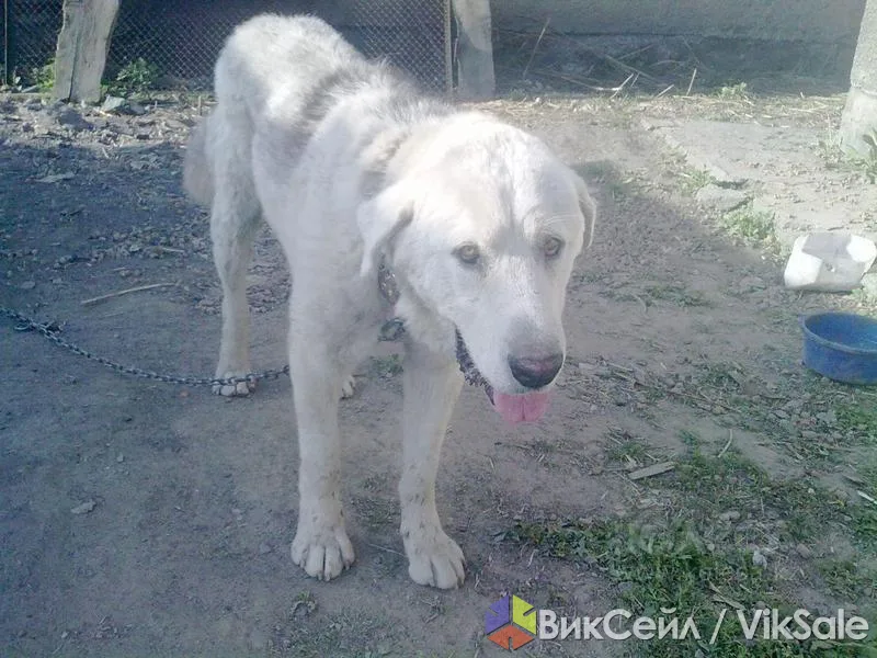 Кобель САО, умный и приучен к холоду