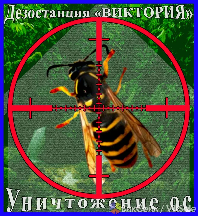 Уничтожение осиных гнёзд в Алматы и области — дезостанция «Виктория»