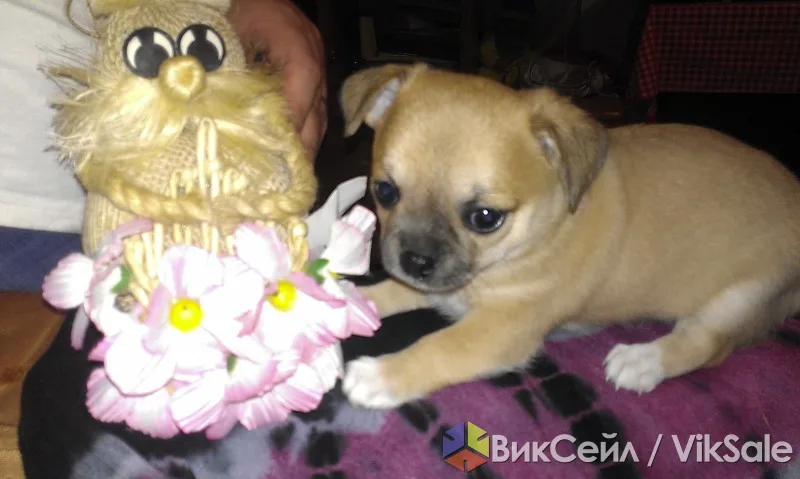 Щенки чихуахуа, 2 мальчика, с документами