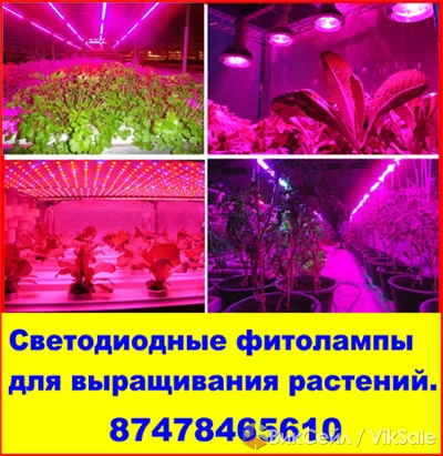 Светодиодные фитолампы для растений — качественное освещение