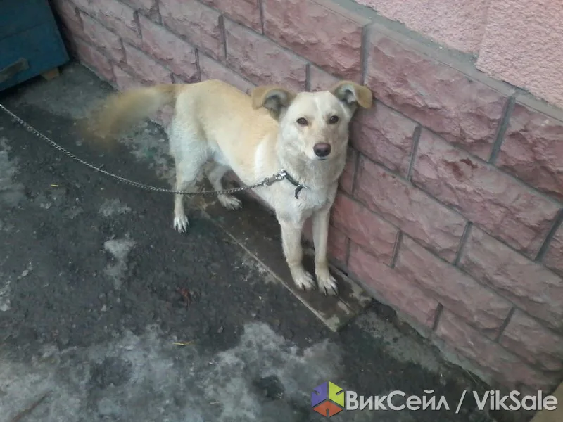 Джой ищет новый дом
