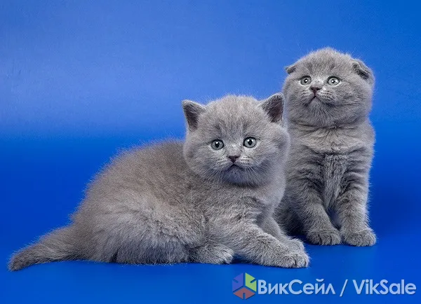 Шотландские вислоухие котята в добрые руки