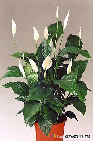 Фото 4