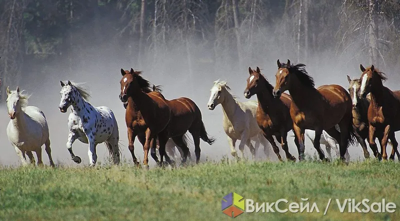 Лошади на откорме, табун, с документами