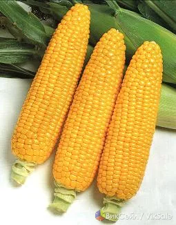 Кукуруза сладкая Sakata Honey Bantam F1, сахарная, крупная, 1–3 сорт