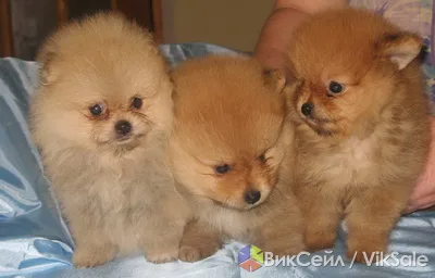 Щенки померанского шпица от привозных производителей