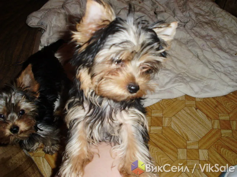 Щенки чихуахуа и йоркширского терьера