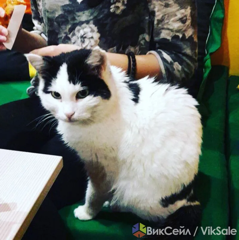 Ласковая кошка Герда ищет заботливых хозяев