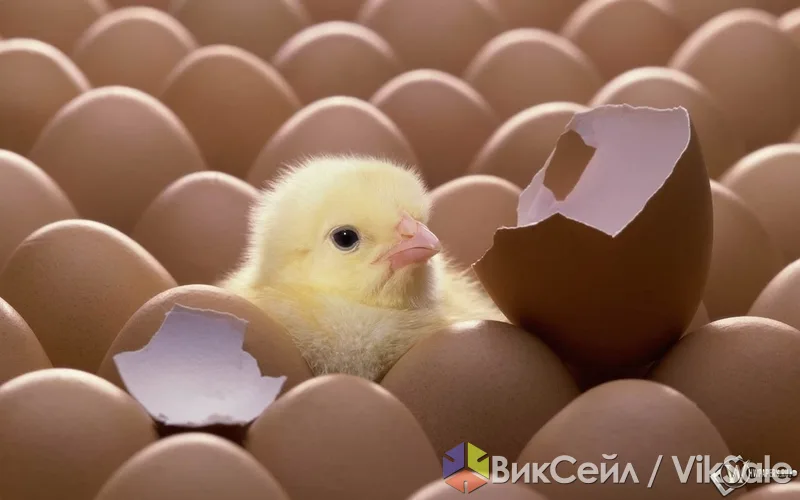 Цыплята-бройлеры, утята, гусята на май-июнь