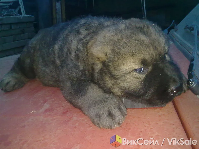 Щенки кавказской овчарки от рабочих родителей