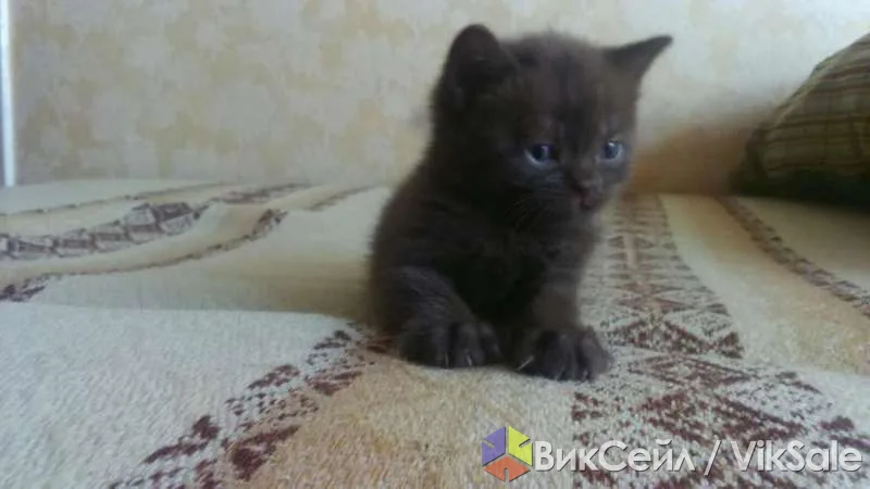 Шотландские страйты шоколадного окраса