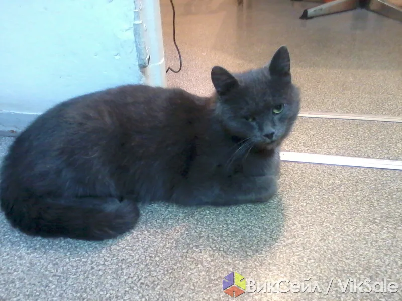 Кот Васька ищет дом в частном секторе