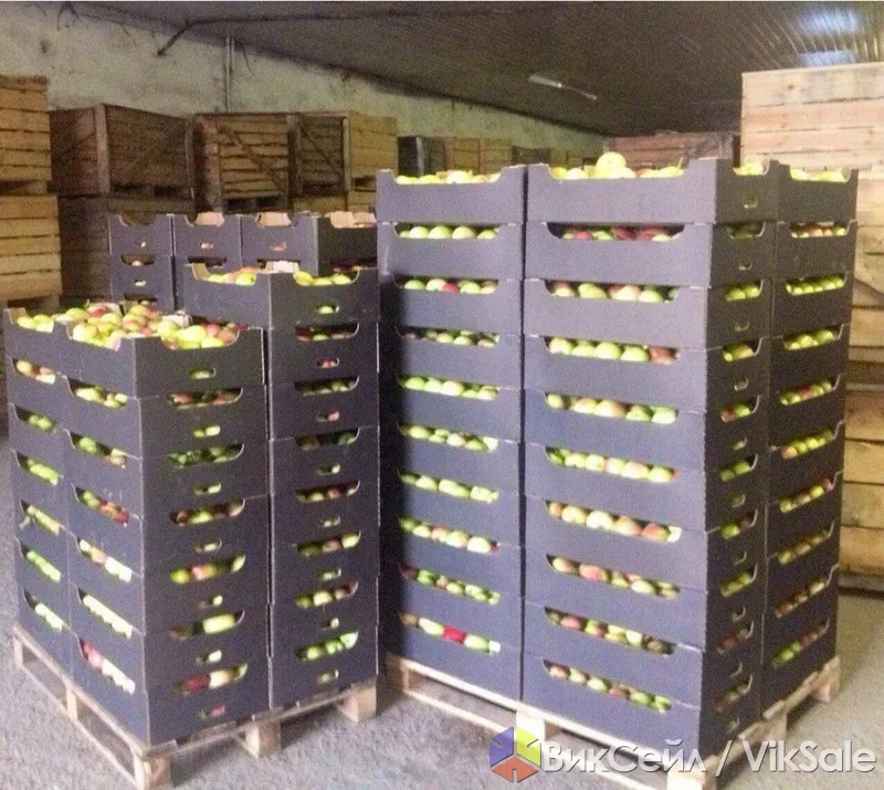 Яблоки оптом высший сорт из Алматы