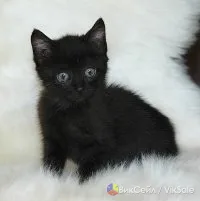 Отдаём котиков, кошечек, щенков и собачек в добрые руки