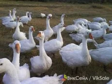 Гусята, утята, бройлеры и цветные цыплята