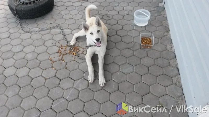 Отдам в добрые руки помесь лайки, спасённого щенка