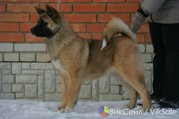 Щенки американской акиты от титулованных родителей