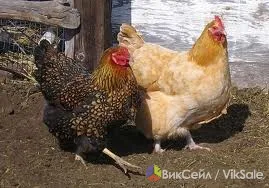 Куры мясояичных пород из экологически чистого района