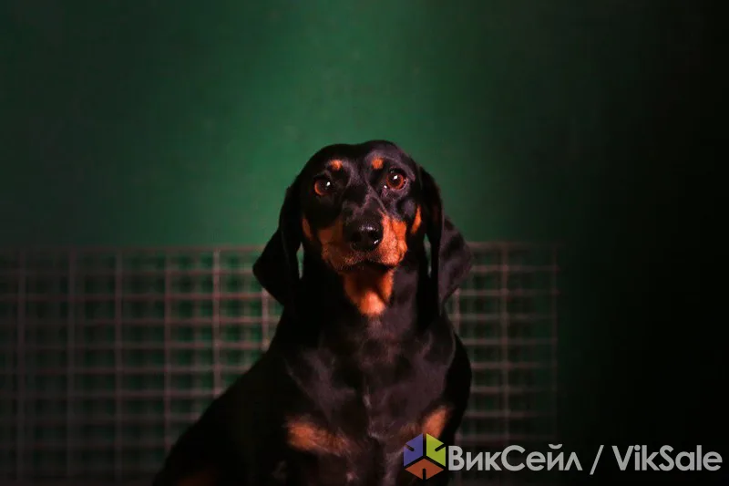 Несси ищет дом и любящего хозяина