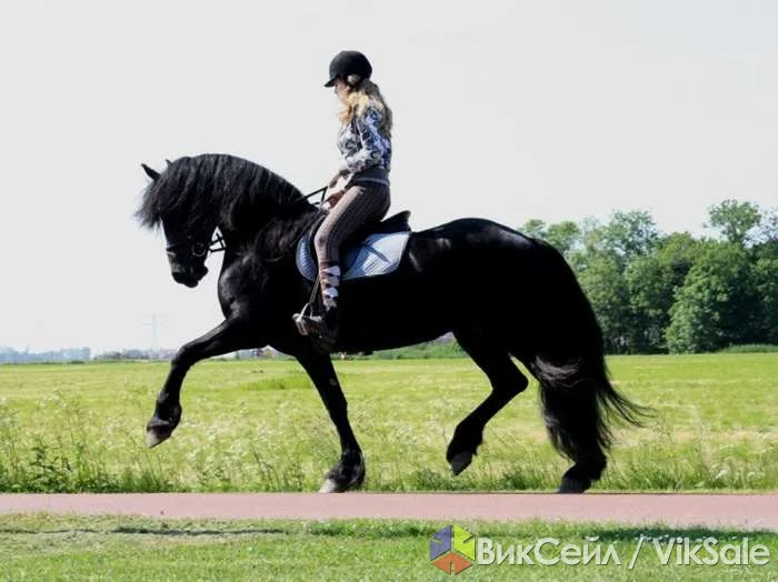 Фризские кобылы, пара, 165 см, 2010 г. Великолепный экстерьер