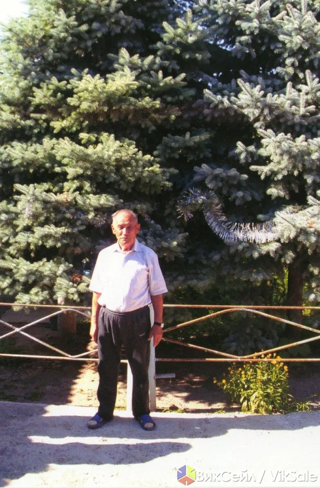Голубая ель, 2 шт., высота 5–6 метров