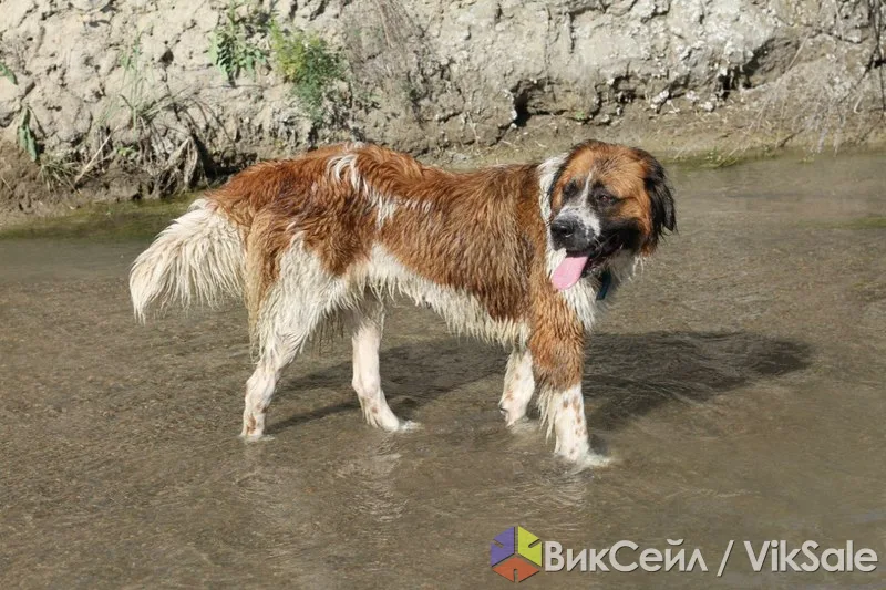 Боня ищет дом и заботливую семью