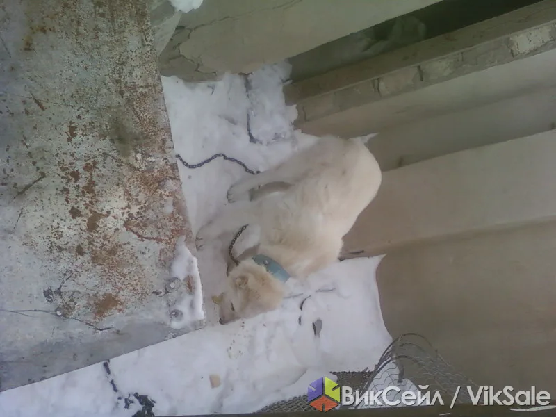 Алабай, 4 месяца, возможен обмен