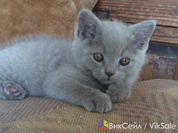 Котенок шотландской прямоухой породы, девочка, 3 месяца