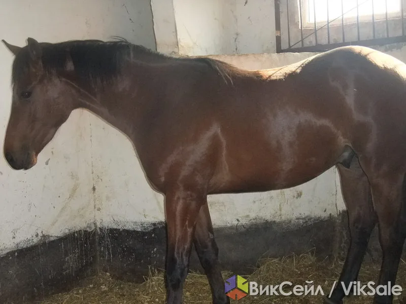 Чистокровные лошади английской и арабской пород