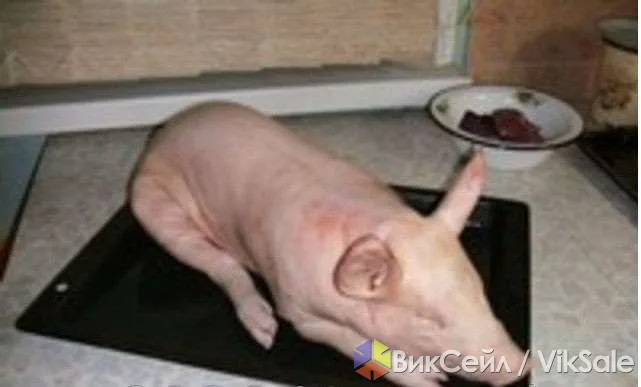 Молочные поросята для запекания в духовке