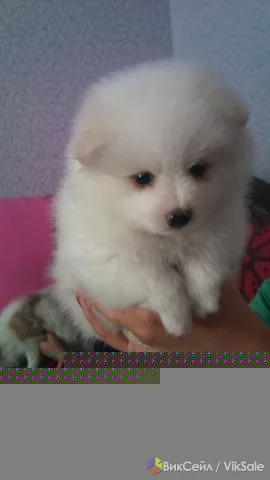 Немецкий малый шпиц, 2 мальчика, редкие окрасы