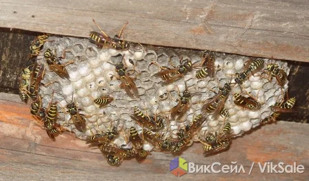 Уничтожение ос в доме и на участке