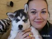 Щенки с документами РКФ, прививки по возрасту