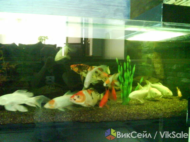 Карпы кои для пруда, 30–40 см