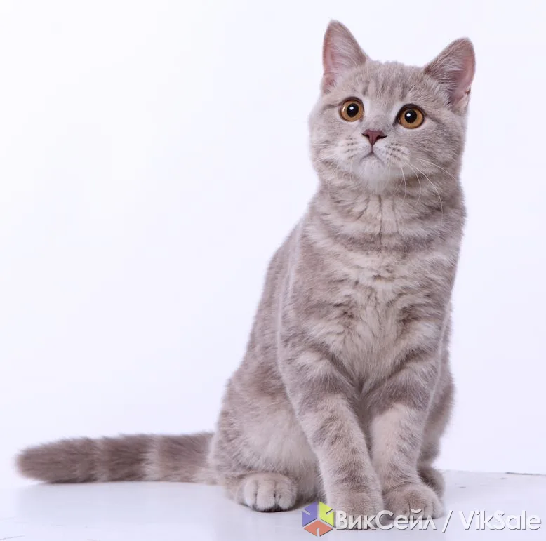 Британские котята — носители гена циннамон/фавн