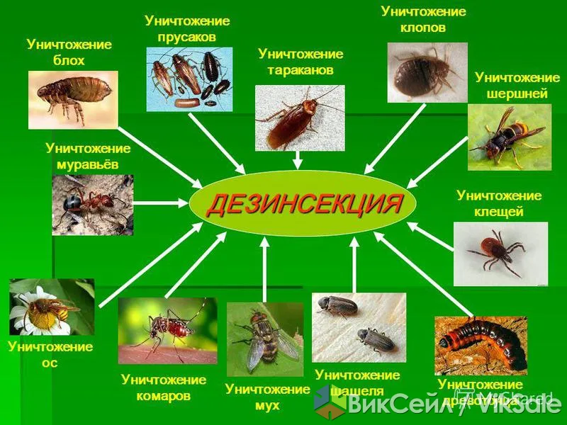 Профессиональная дезинфекция и дезинсекция в Шымкенте