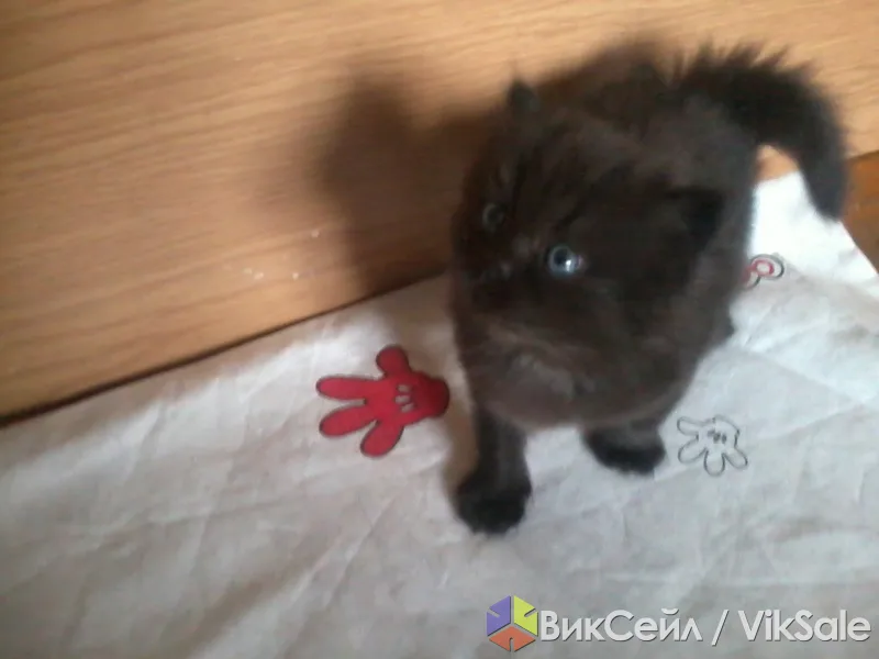 Шотландские котята с интересным окрасом