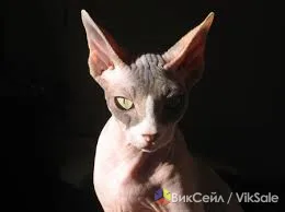 Котёнок канадского сфинкса, девочка-резинка, 4 мес.