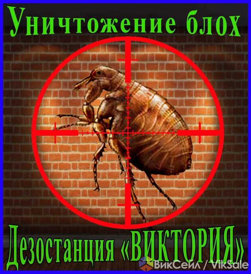 Уничтожение блох в Алматы и области — дезостанция «Виктория»