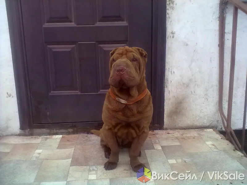 Шар-Пей с родословной, участница выставок, шоколадный окрас